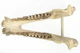 Fossil Oreodont (Merycoidodon) Skull on Base - South Dakota #217200-16